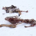 Deer Carcass